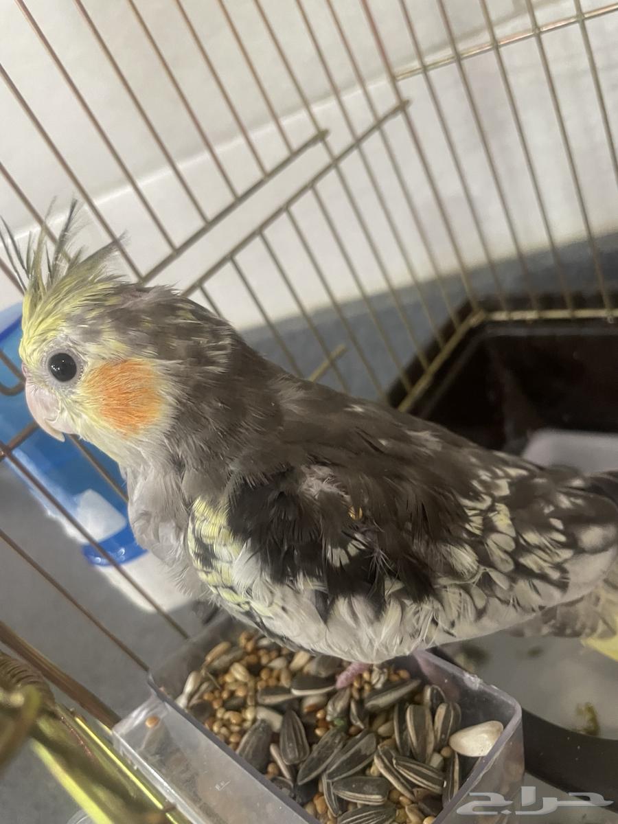 كروان العمر شهرين64550217331202112