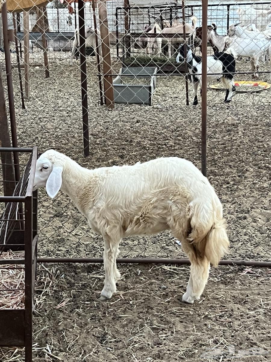 رخل حريه شحم ( تم البيع )64545701533569111