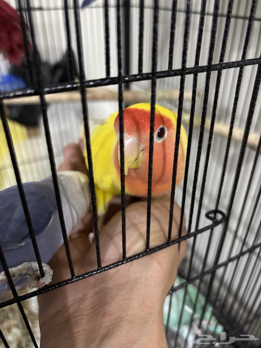 طيور روز جوزين وذكر64546999024131114