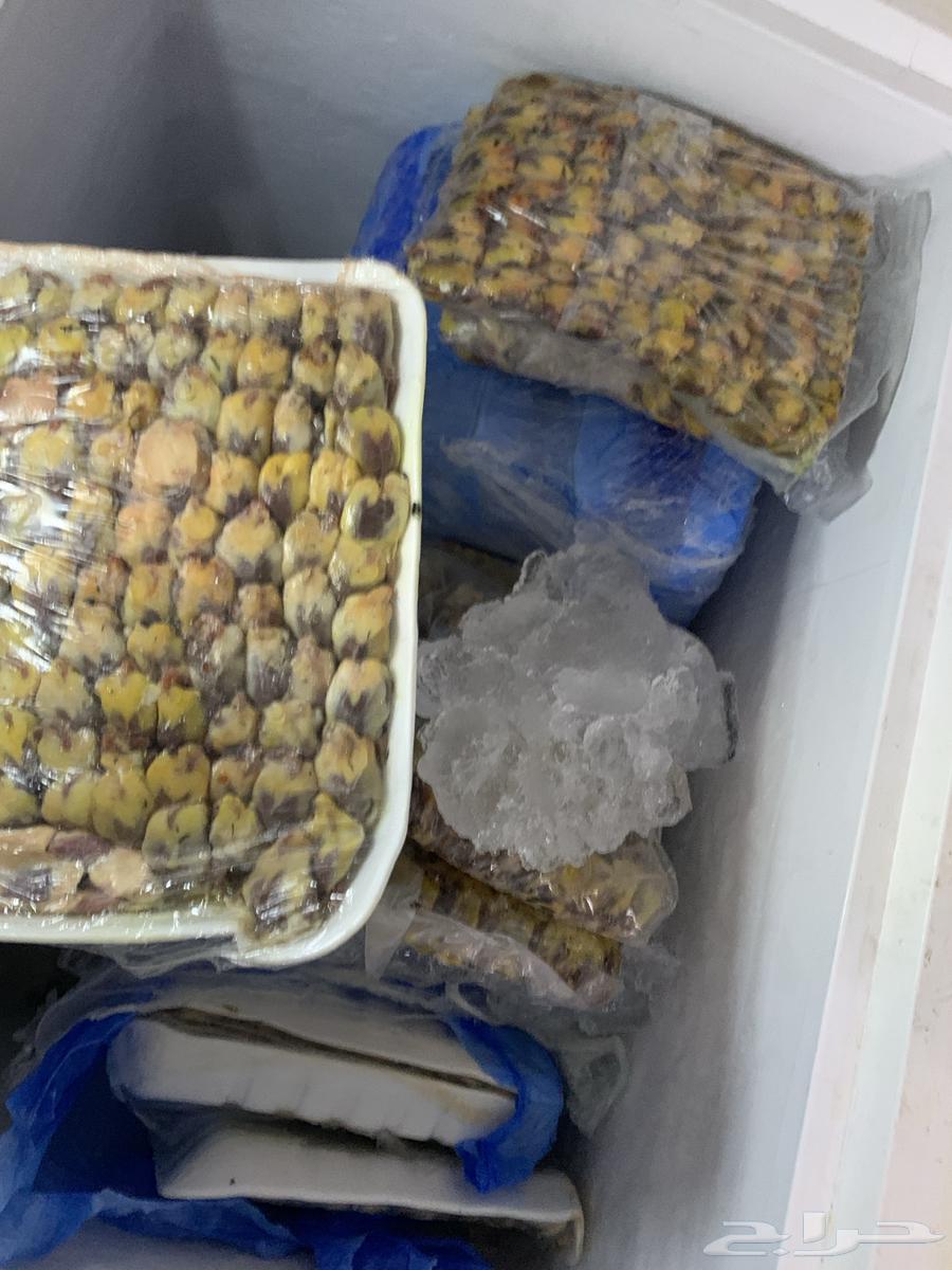 للبيع دخل64544143068674114