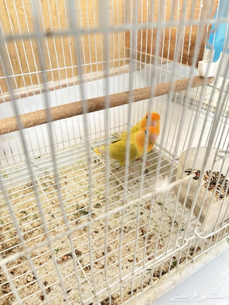 للبيع اجوز روز منتجه64545602058369112