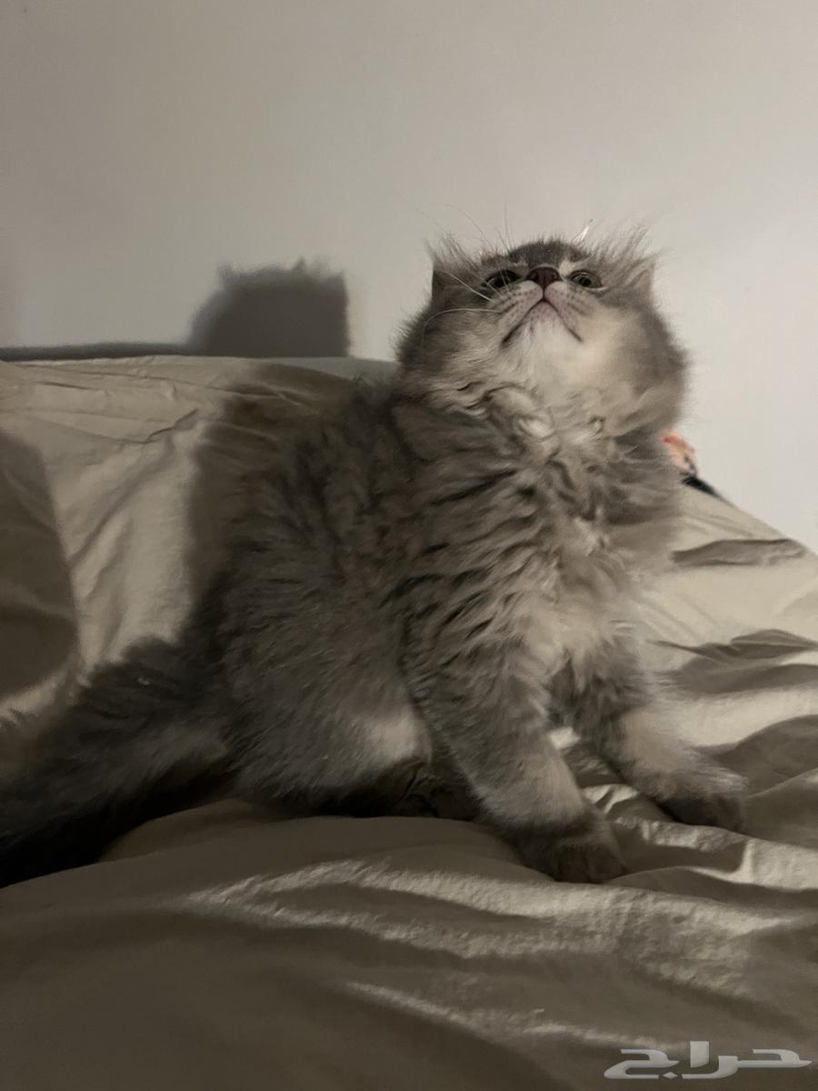 Scottish Fold kitten with Sherry for sale, male64553285667458112