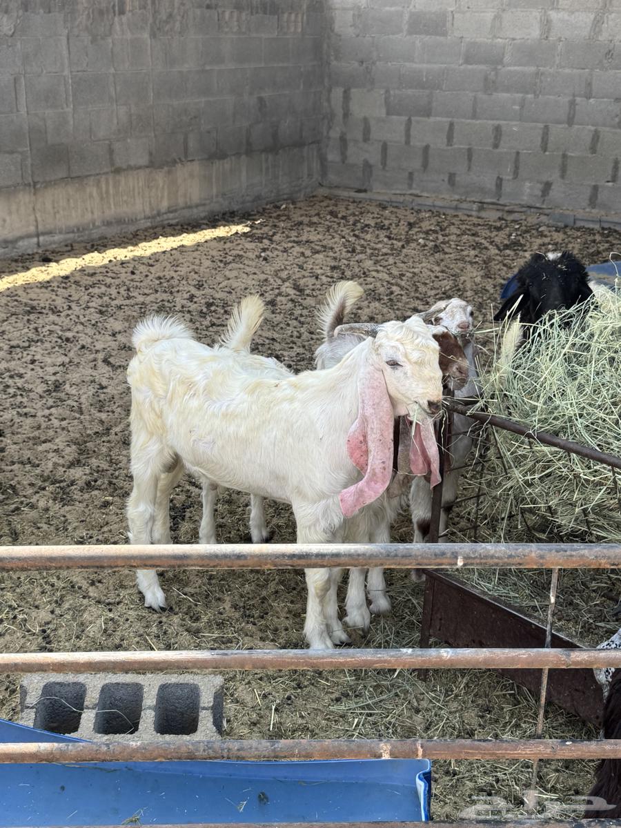 Tayos64470773037185112