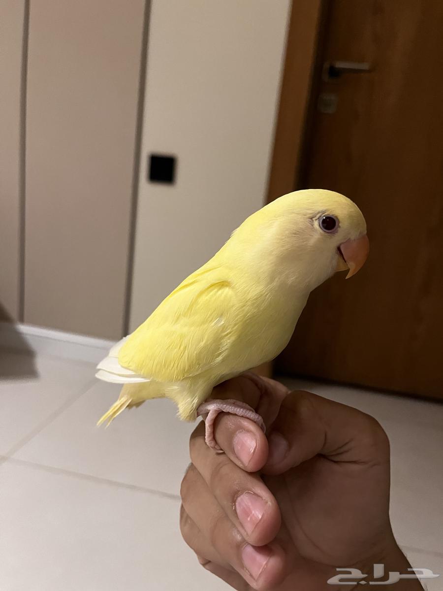 روز اليف جدا  و هدد داخلي وخارجي64552277712129112