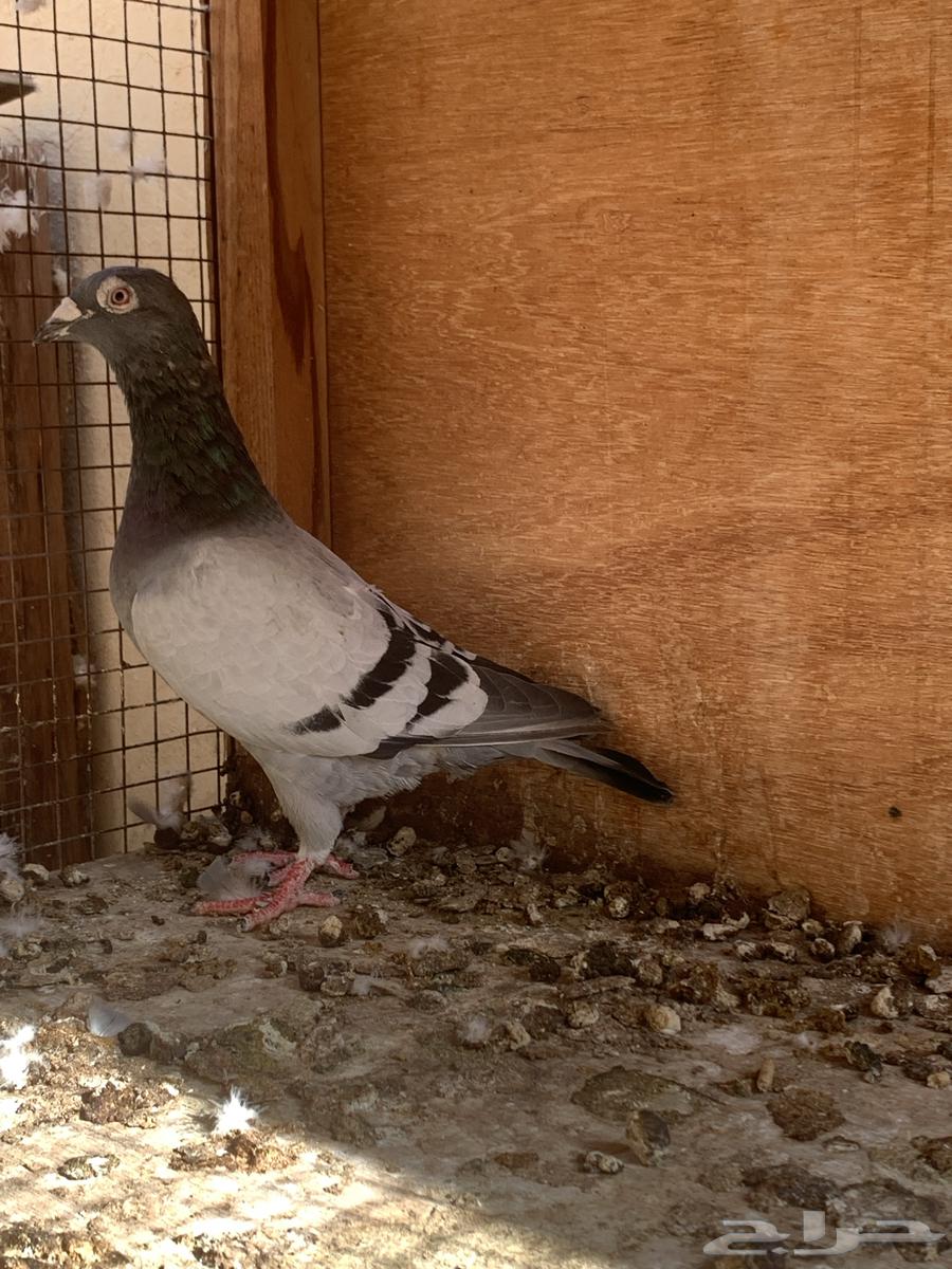 للبيع حمام زاجل سباق 2023 حجم وجرم توب64548266541313111