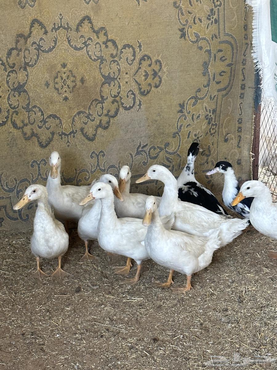 بط بكيني64545870448641111