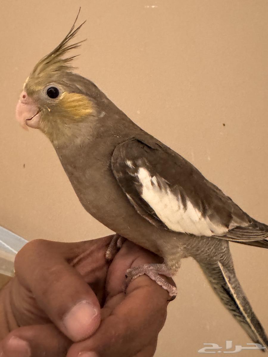 فرخين كروان64550732958083114