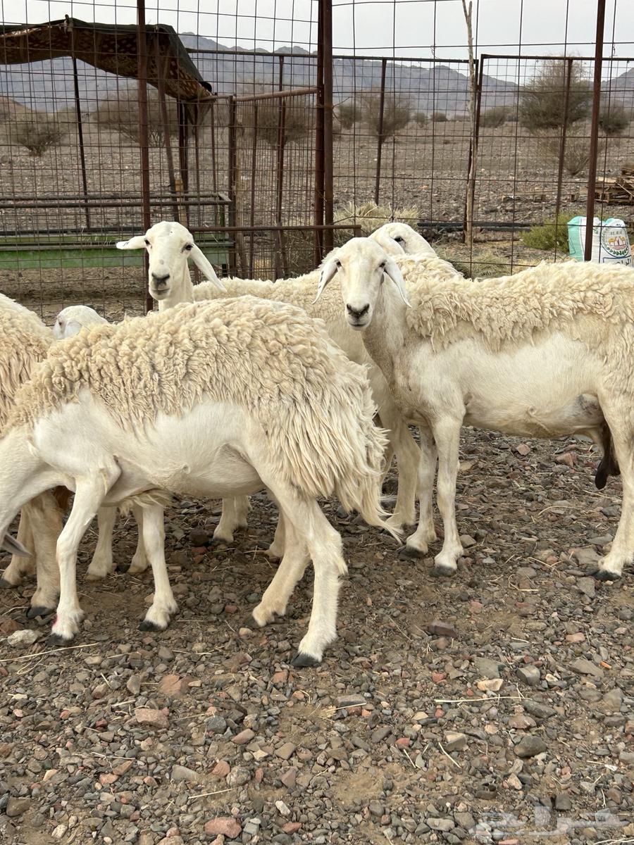 رخال حرش صنف (( تم البيع ))64551791492483114