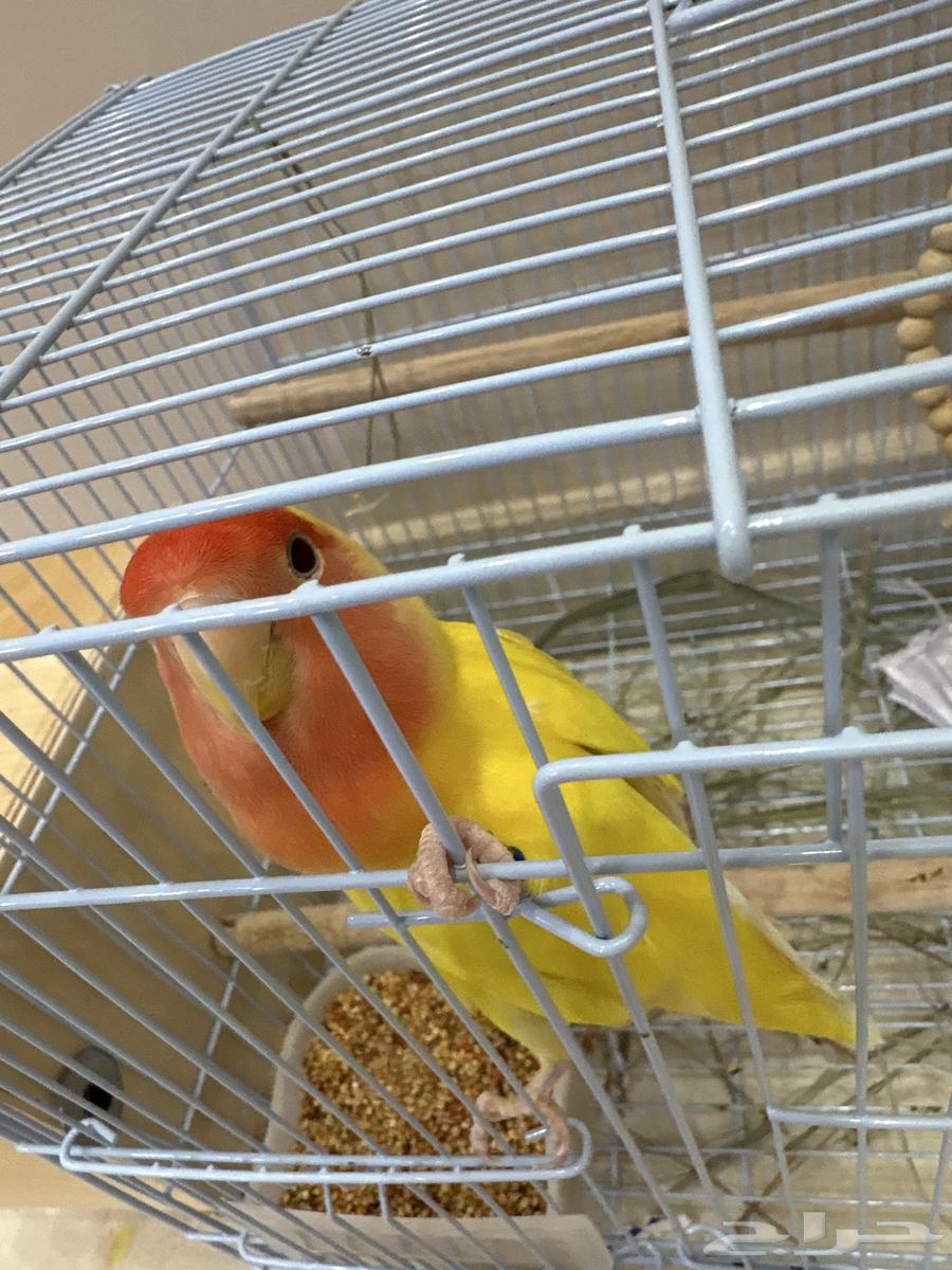 زوج روز للبيع بياض64549387721475110