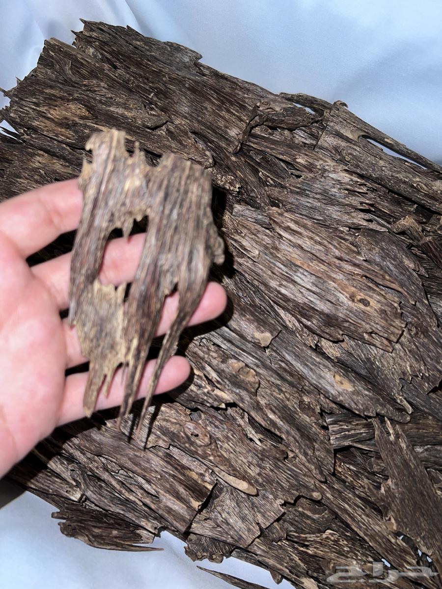 عود هندي64552105621763110