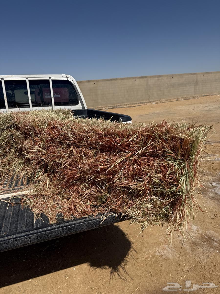 ذره جيزانيه ناعمه والشد 85 الذره شكل ولون ونعومه رقم واحد64544241358721111