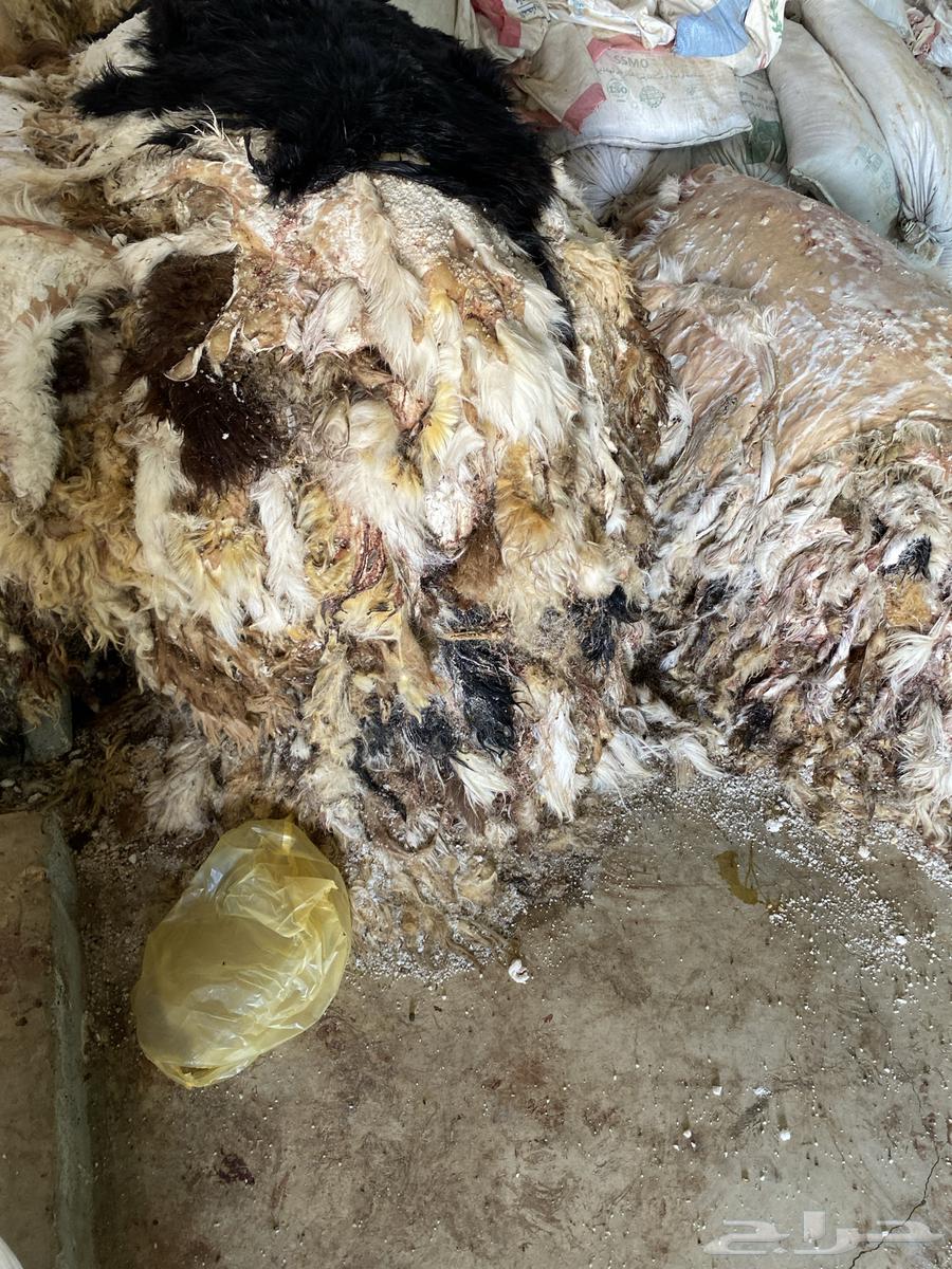 جلد غنم للبيع64547110442498112