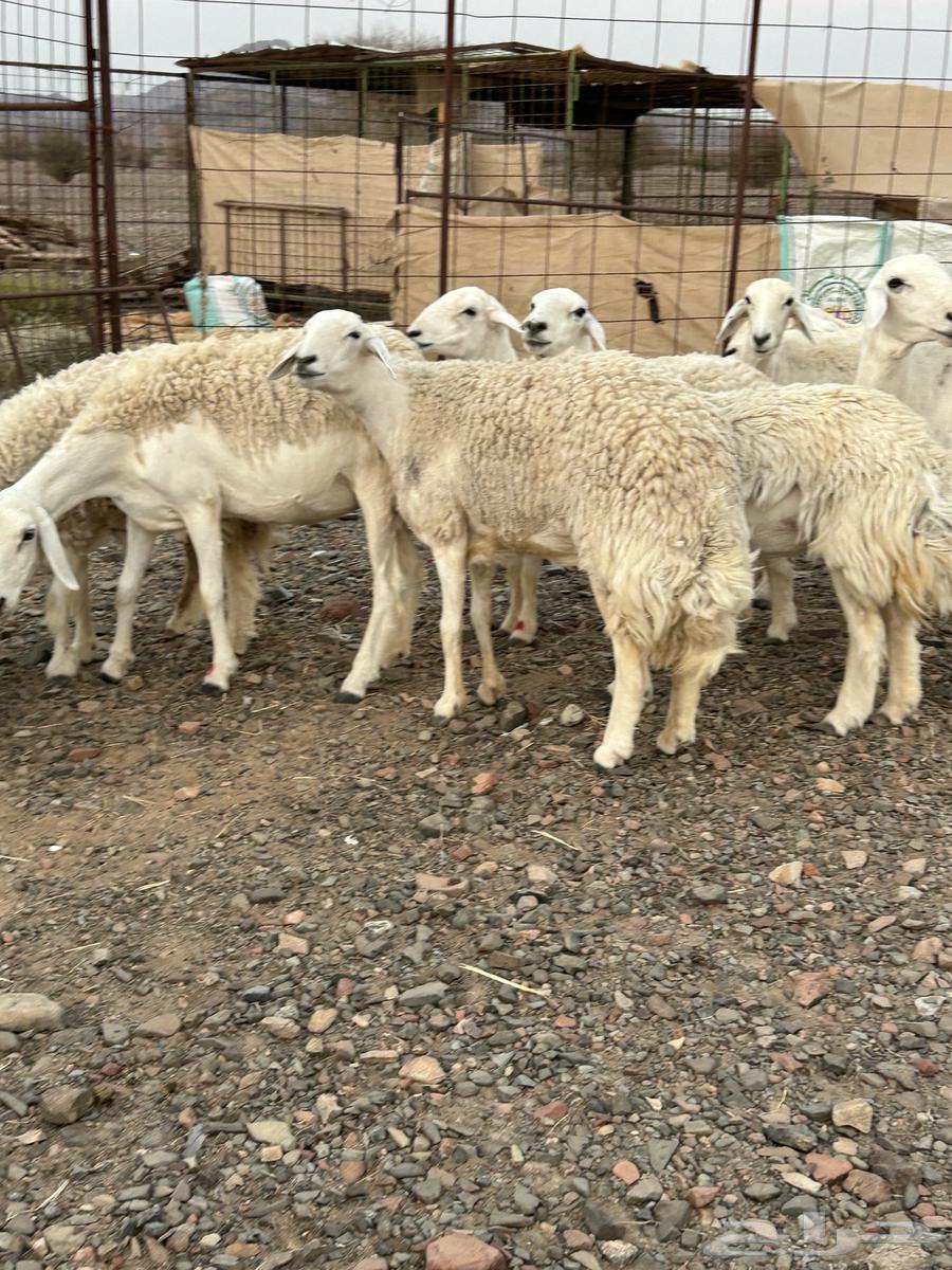 رخال حرش صنف (( تم البيع ))64551791492483110