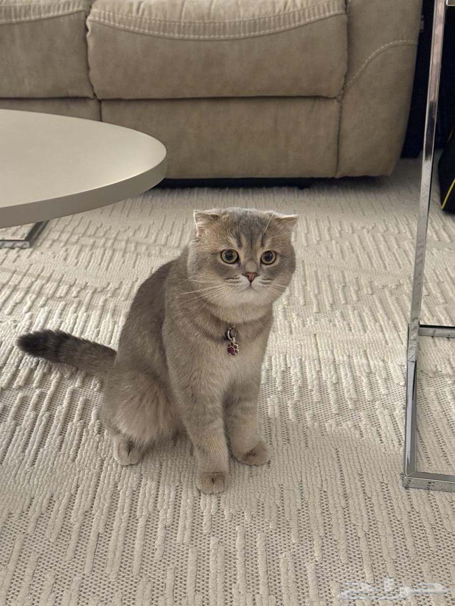 Scottish Fold64530416181634114