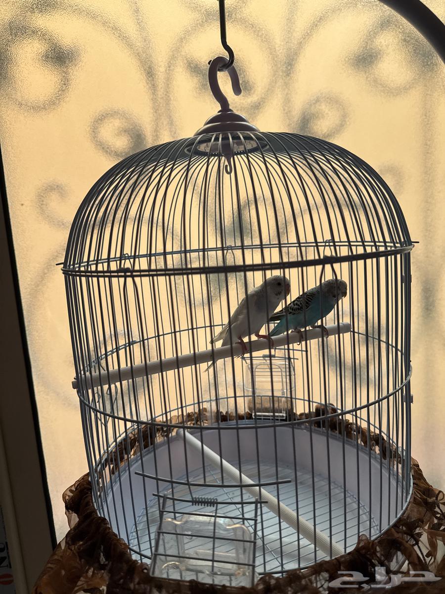 طيور الحب ( البادجي )64548504918018111