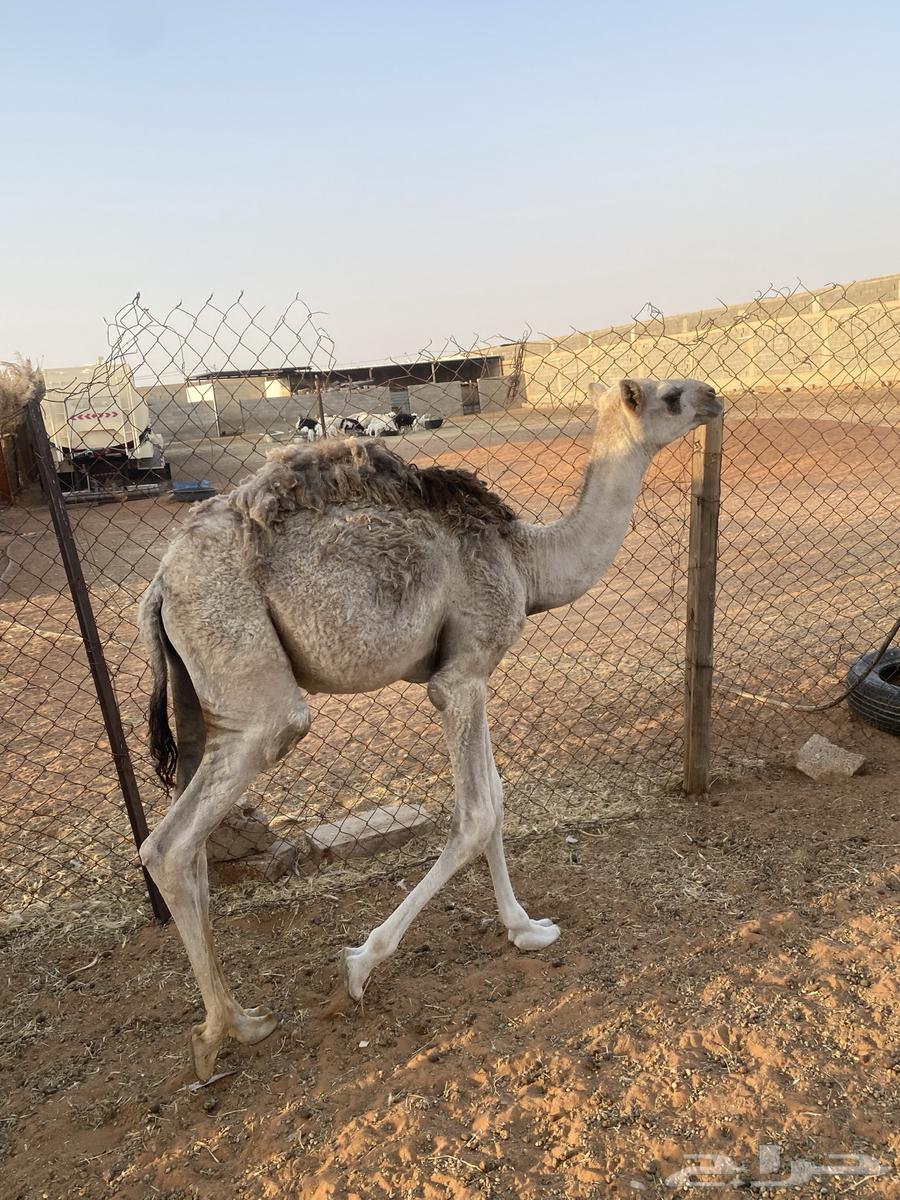 قعود طيب للبيع على السوم64550732950531112