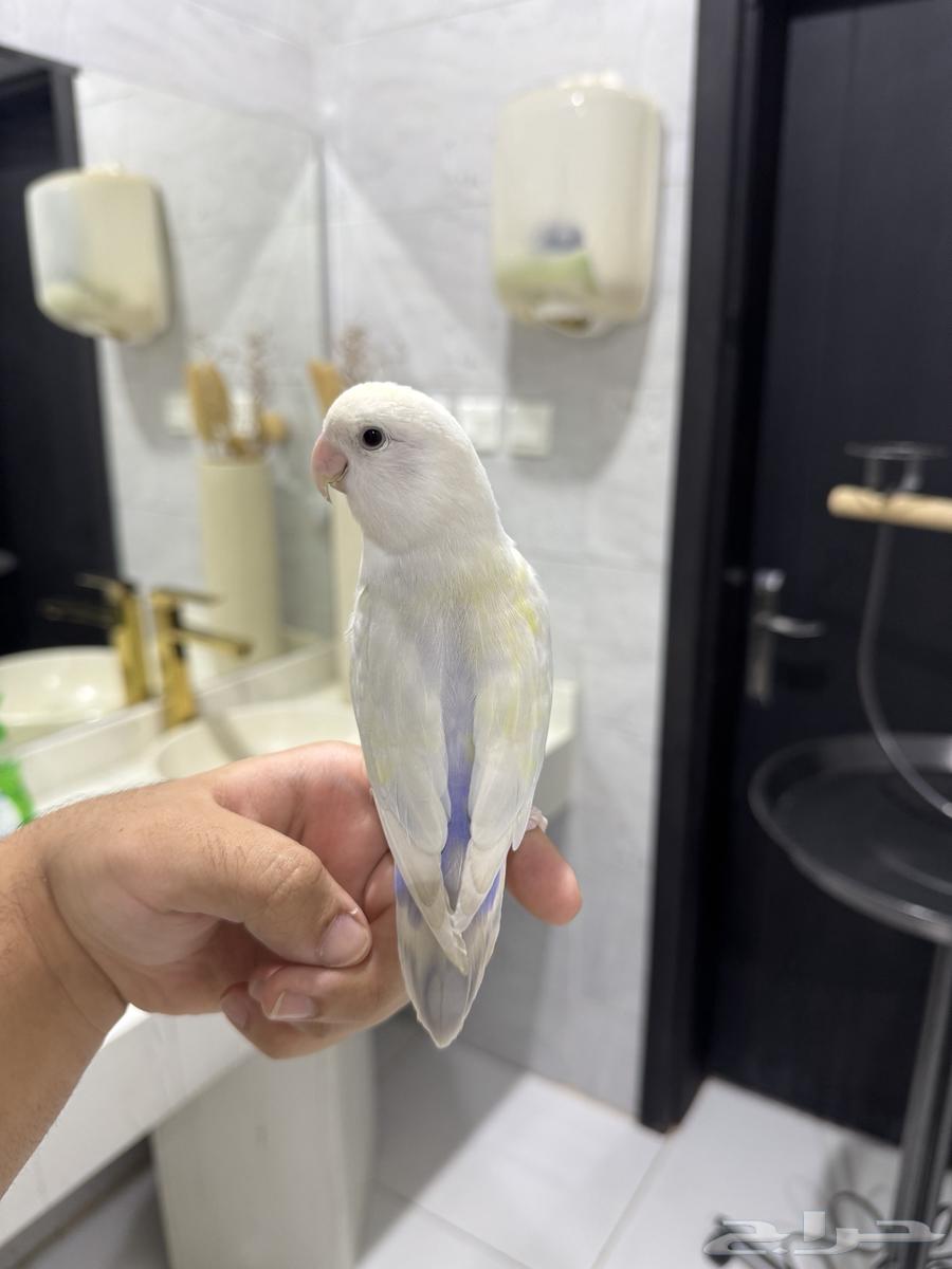 روز اليف وهدد للبيع64552163453186111