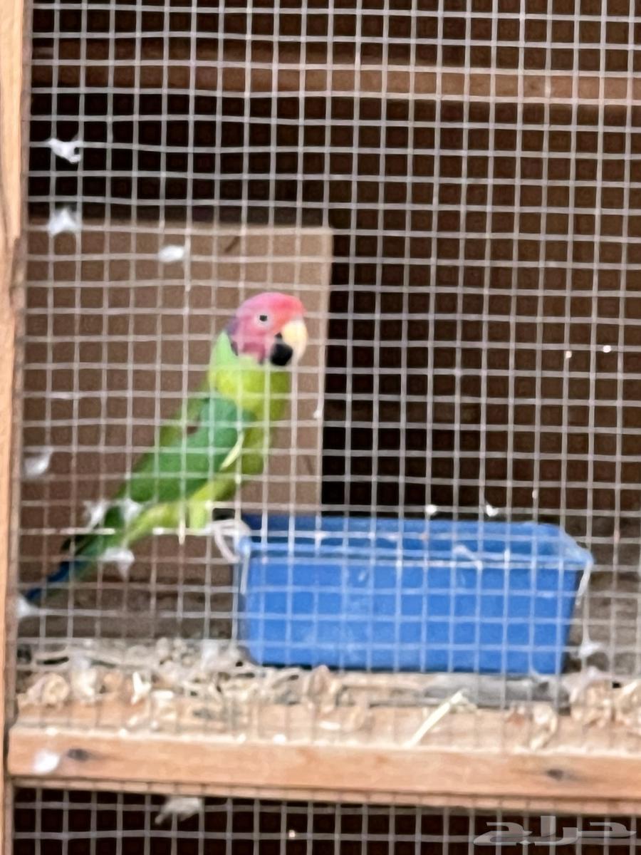 ببغاء بالم هد64551876760706112
