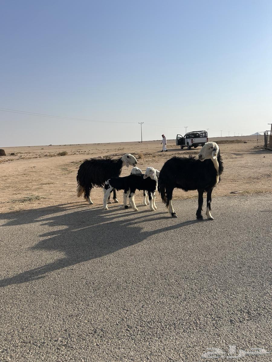 للبيع شياه نجد ولد64545374708099112