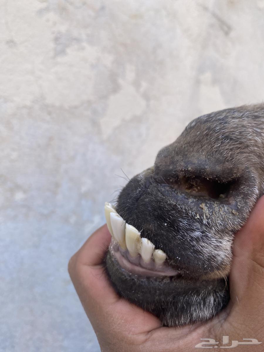 Luxury Kamori goat for sale, condition applied ((Sold))64544255562627114