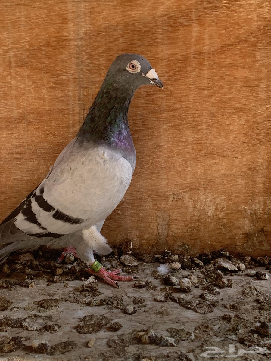 للبيع حمام زاجل سباق 2023 حجم وجرم توب64548266541313112