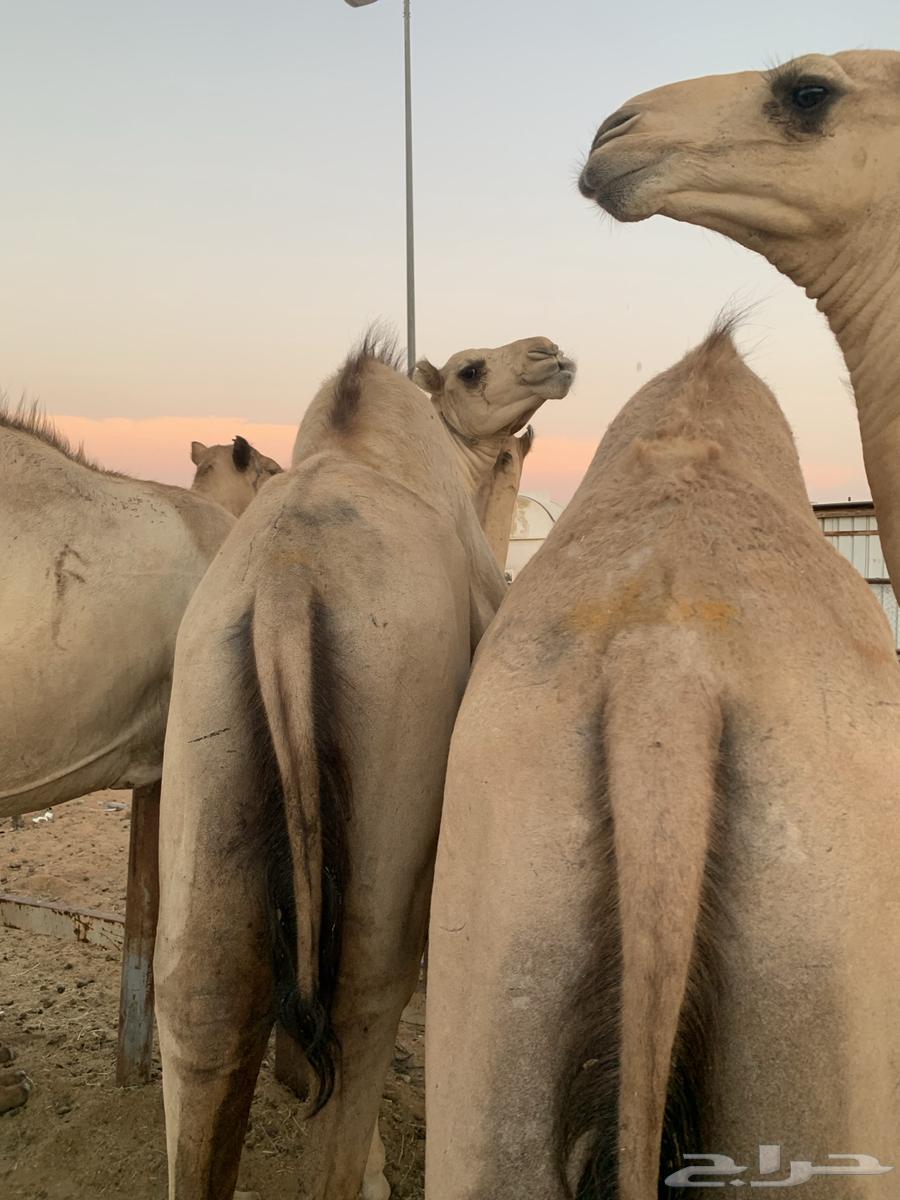 Qa'dan Marabi 5 months64552406339586110