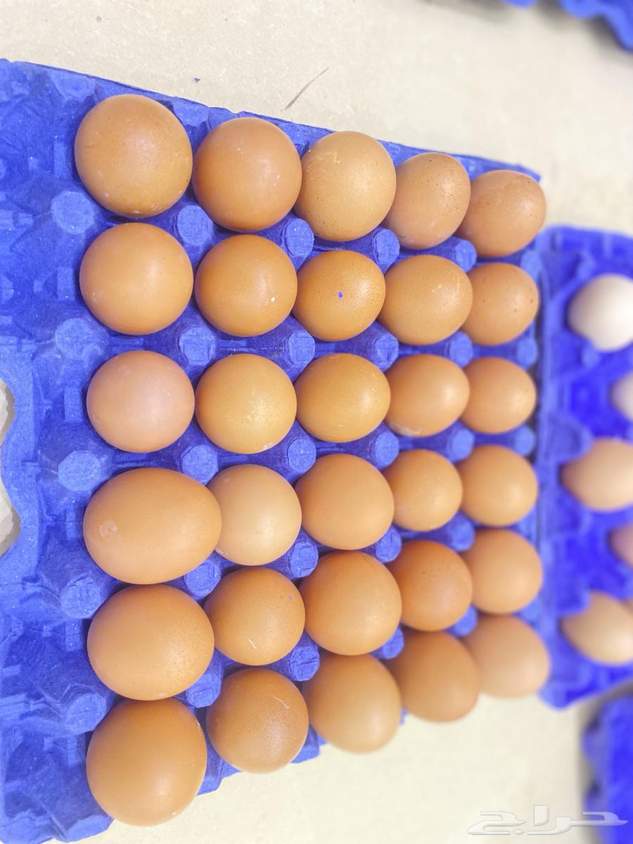بيض عضوي للبيع64546377743491113