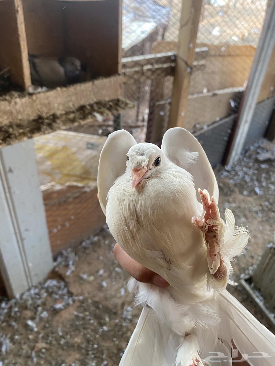 السلام عليكم. يوجد لي طبات اخوان بيض عمره شهر وصحه ممتازه64545475548418113