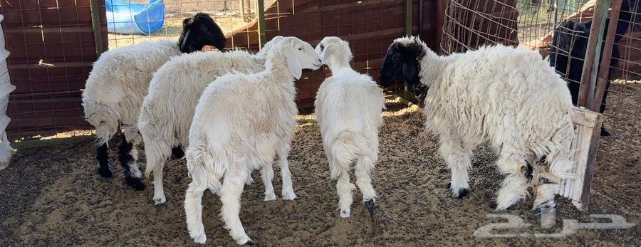 Rkhal64548098341378110