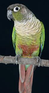 Chicks 450 per piece limit64548896804737111