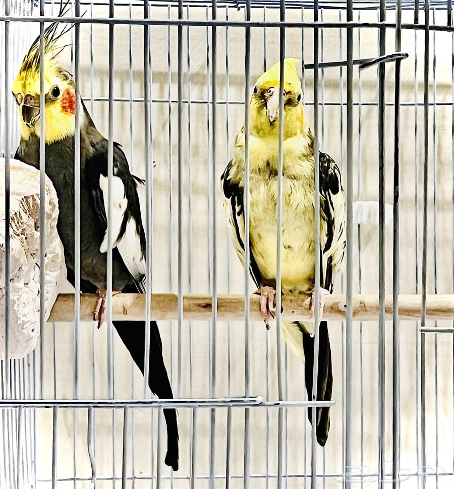 زوج كروان للبيع64551962025986110