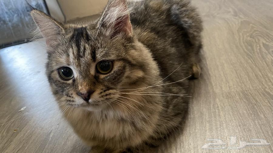 قطه للبيع64547332581122111