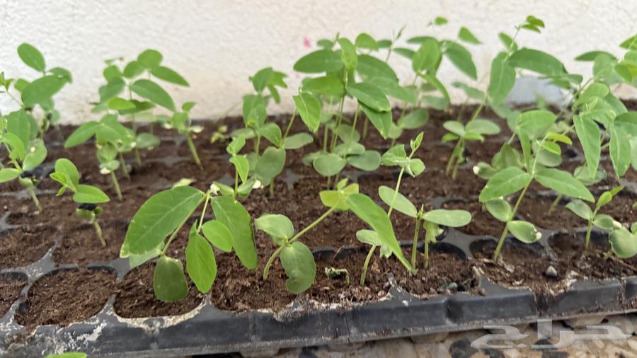 بذور شاي ازرق64550661496579114