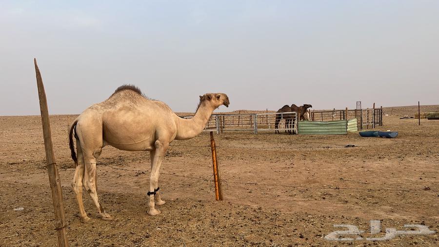 For sale, a good-natured camel stallion, two years old64547179669251110