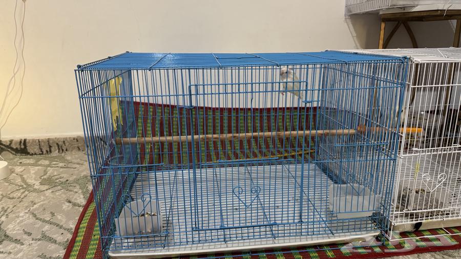 قفص كبير للبيع64547708155521110