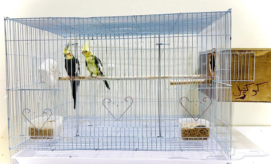 زوج كروان للبيع64551962025986111