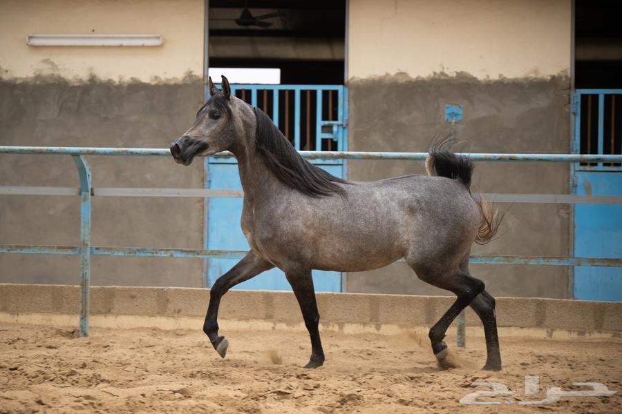 بيع المهرة الجميلة64552062384386110