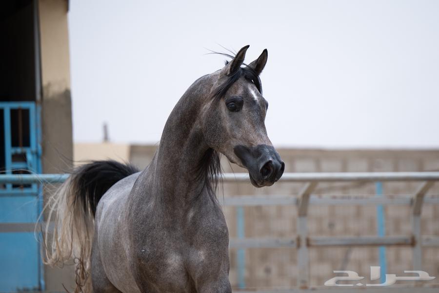 بيع المهرة الجميلة64552062384386112