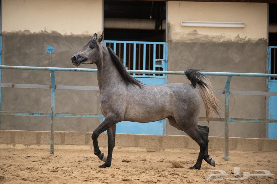 بيع المهرة الجميلة64552062384386113