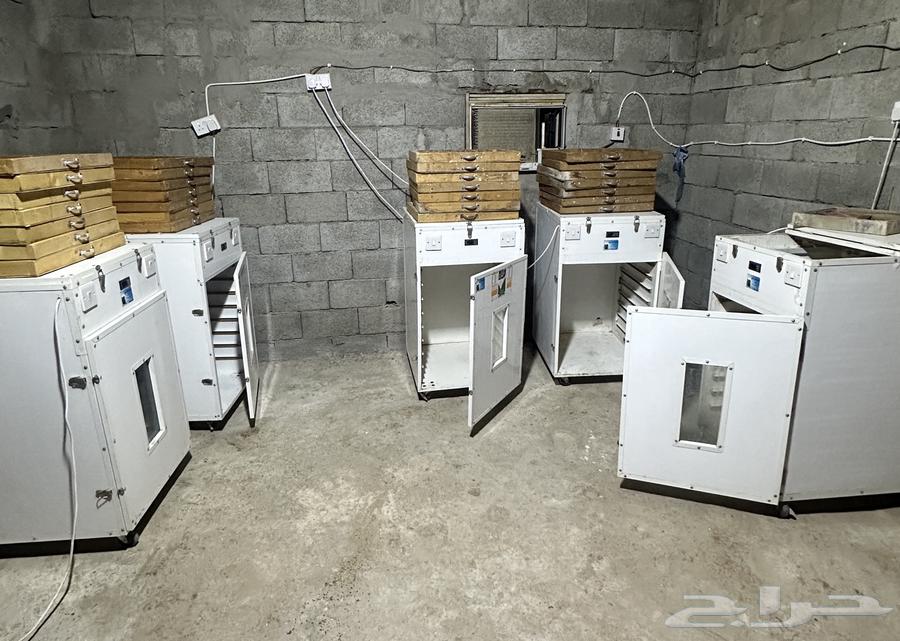 Manual incubator 750 eggs64552802904705110