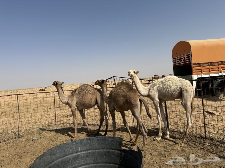 للبيع 6 قعدان اعمارهن من 6 شهور إلى 9 شهور سليمان شرط64548126580482112