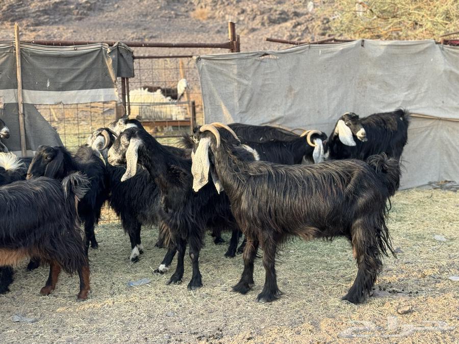 Goats for sale, Al-Awarij, Al-Jafar64550619199746110