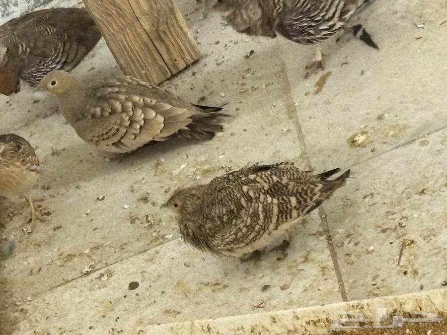 جوز قطا حجازي64547165821313110