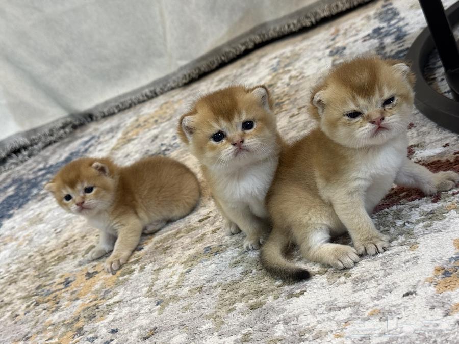 قطط اسكوتش فولد للبيع بيور مع امكانية التسجيل في منظمة القطط64544806153987111