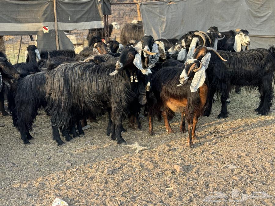 Goats for sale, Al-Awarij, Al-Jafar64550619199746111