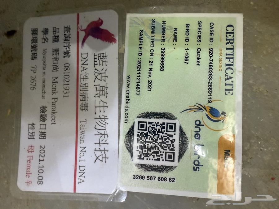 جوز كويكر ازرق منتج ( محلل بشهايد )64543676694273113