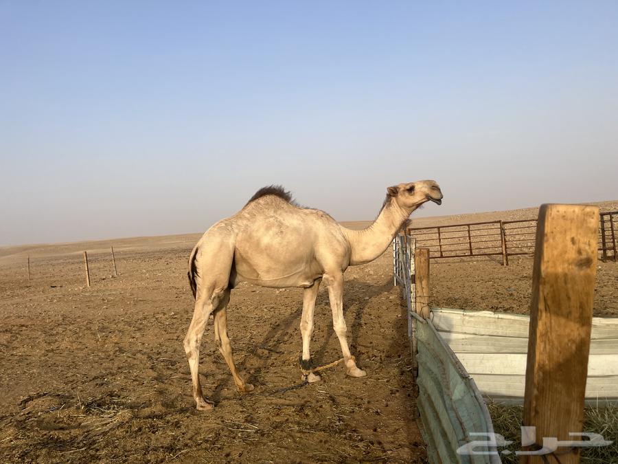 For sale, a good-natured camel stallion, two years old64547179669251112