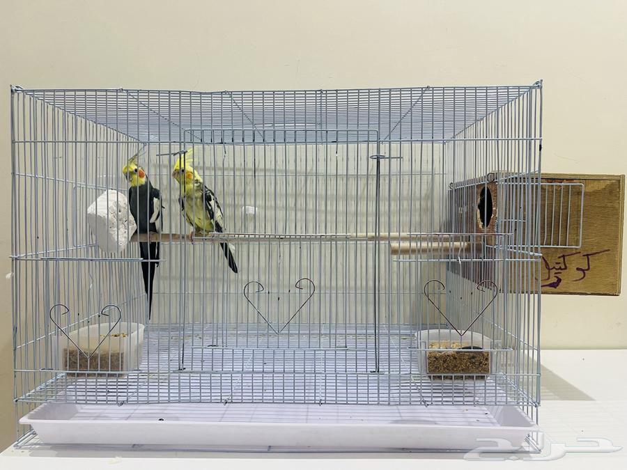 زوج كروان للبيع64551962025986112