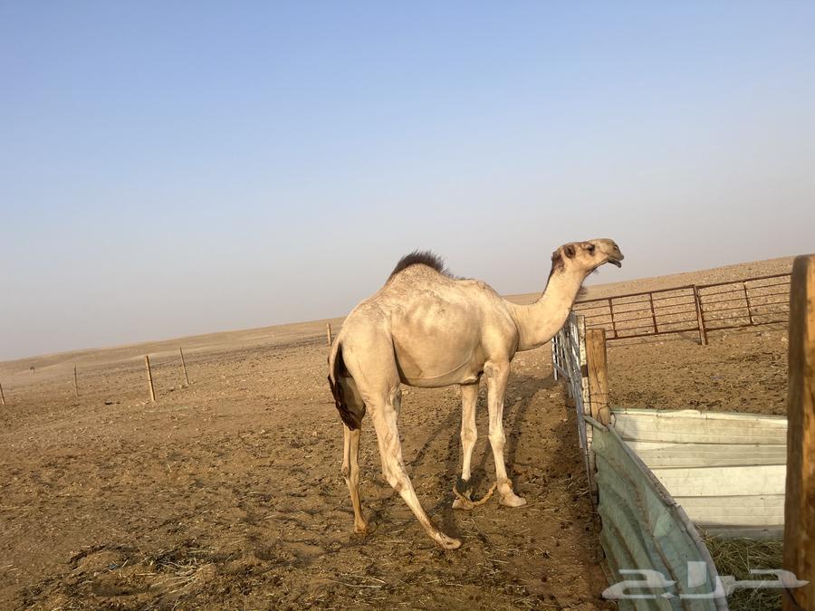 For sale, a good-natured camel stallion, two years old64547179669251113
