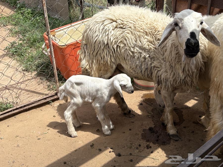 A camel under the king64547207689729111